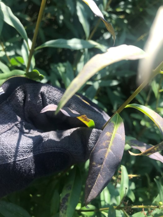 Hand i trädgårdshandske håller en gren med ligusterblad som har svarta fläckar i solljus.