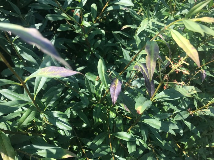 Ligusterbuske med blad som till viss del har svarta färgförändringar.