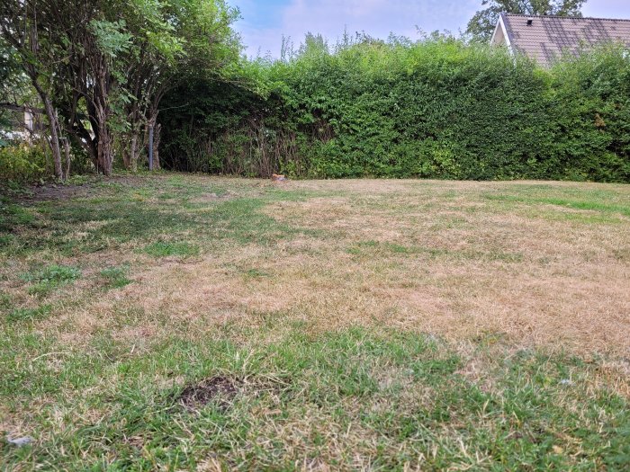 En ojämn gräsmatta med bruna och gröna fläckar framför en häck.