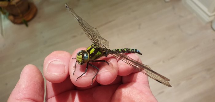 En trollslända som sitter på en person hand inomhus.
