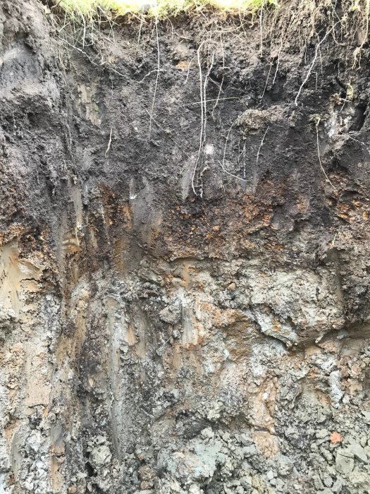 Närbild av en grävd lerjordsprofil med synliga rottrådar och fuktiga lager.