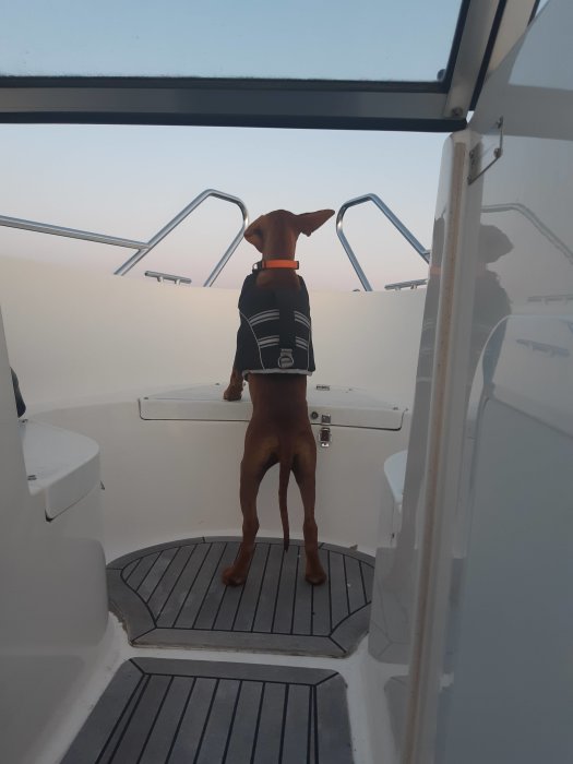 Hund iklädd en väst står på bakdäck av en båt och tittar ut mot horisonten.