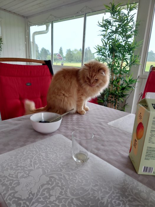 Fluffig orange katt sitter på ett bord brevid en skål och ett glas, ser fundersam ut i ett ljust rum.