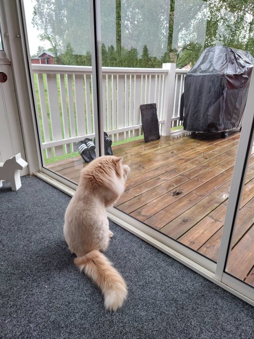 Katt sitter innanför stängd glasdörr och tittar ut på en träveranda.