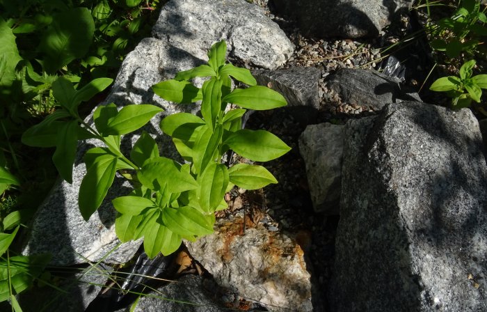 Gröna växter och nejlikor som växer bland stenar och grus i en trädgård.