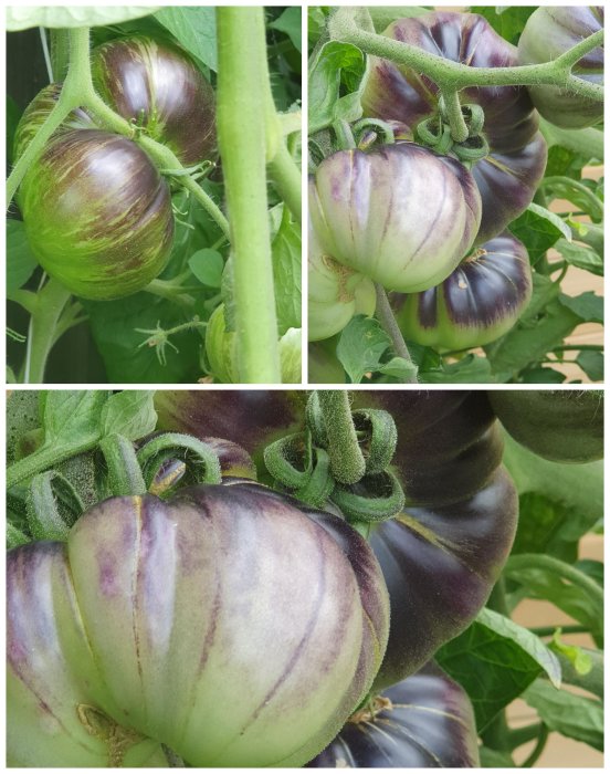 Stora bifftomater på planta med gröna och lila toner som inte är helt mogna än.