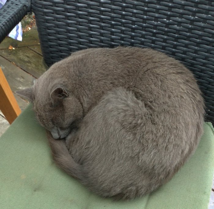 Grå katt som ligger ihoprullad och sover på en grön dyna på en mörkblå altanstol.