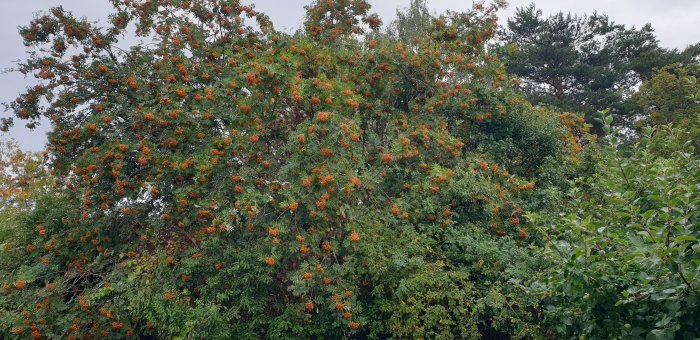 Rönnträd rikt dekorerat med många klungor av orange bär bland gröna löv.