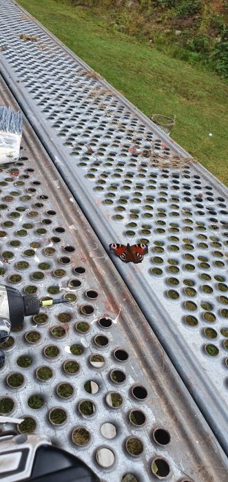 En fjäril på en metallstege med rundade hål, omgiven av gräs och löv, med gräsmatta i bakgrunden.