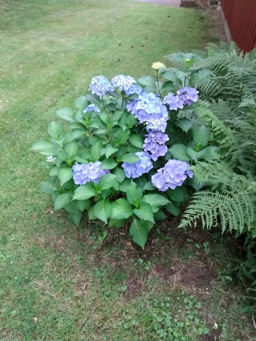 Hortensia och ormbunke i trädgård med gräsmatta i bakgrunden.