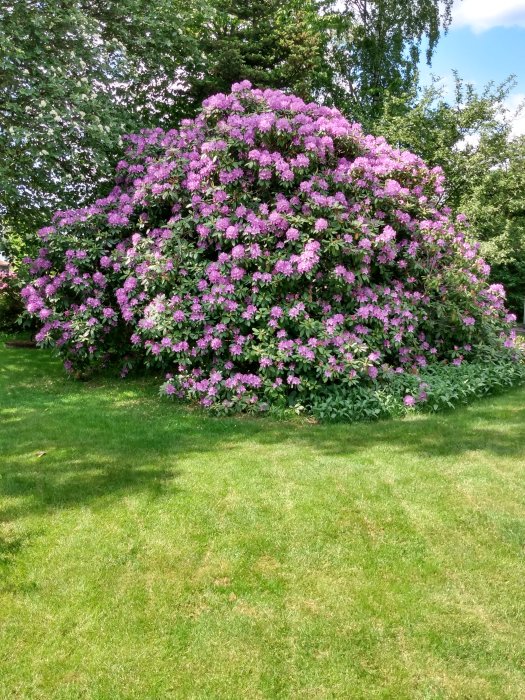 Blomstrande buske med rosa blommor och grönt lövverk i en trädgård.