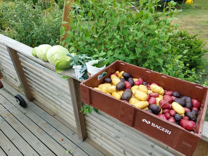 Skörd av olika potatisar i en brödlåda och stora vitkålshuvuden på en träterrass med trädgården i bakgrunden.