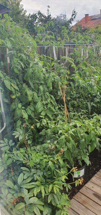 Lummig trädgård med olika tomatplantor och gröna blad, några med omogna tomatklasar, vid trätrall.