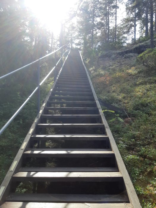 Långa trätrappsteg som leder uppåt i en skog med solens strålar som skiner genom träden.