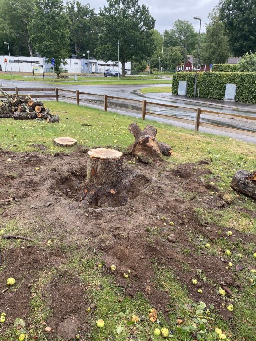 Nedhuggna äppelträdsstubbar i en trädgård med nedfallna äpplen runtomkring.