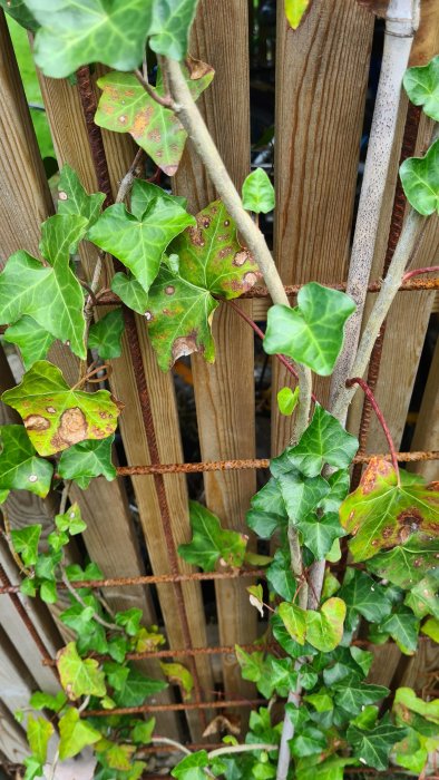 Murgröna med missfärgade blad på trästaket som visar tecken på brist eller sjukdom.