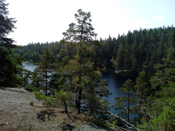 Vy över en klippkant med tallar framför en mörkblå sjö omgiven av tät granskog i Tiveden.