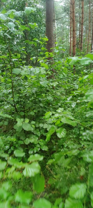 Täta gröna blad och vegetation i en skog med suddig bakgrund, som antyder rörelse eller vind.