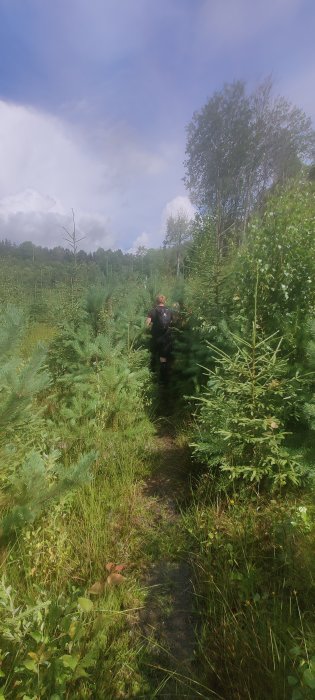 Person vandrar på stig genom lummig ungspruce skog en solig dag.
