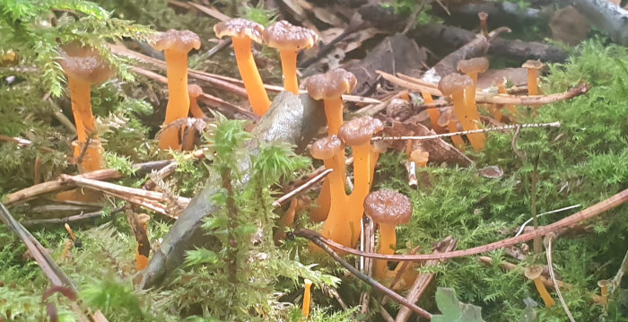 Orange trumpetsvampar bland grönt mossa och brunt lövfall i skogen.