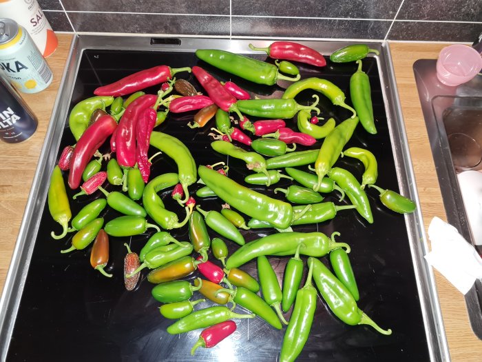 Skördade gröna och röda chili av sorter som annaheim och jalapeno utspridda på ett köksbord.