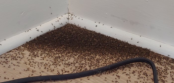 Ett hörn i ett rum fyllt med bananflugor på golv och väggar, tecken på infestation.