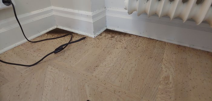 Hörn av rum med trägolv och vitmålade lister täckt av många bananflugor.