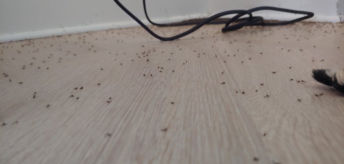 Numerous tiny fruit flies scattered on a wooden surface near a skirting board and cables.