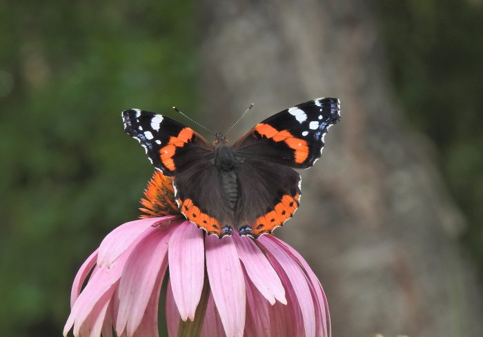 En amiralfjäril med öppna vingar sitter på en rosa blomma.