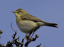 En liten fågel sitter på en kvist mot en klarblå himmel.