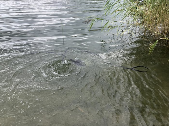 Rör på botten av sjö med luftbubblor och vågor på vattenytan, omgivet av vass.