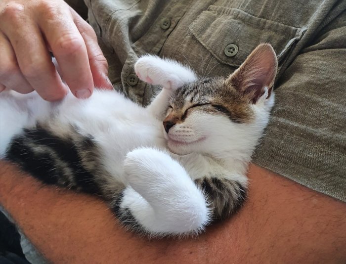 Kattunge på 13 veckor somnamnet Daisy sover i någons famn och klappas på huvudet.