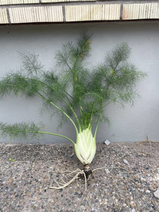 Skördad fänkål med gröna stjälkar och dill-liknande blad framför en grå vägg på grusig mark.