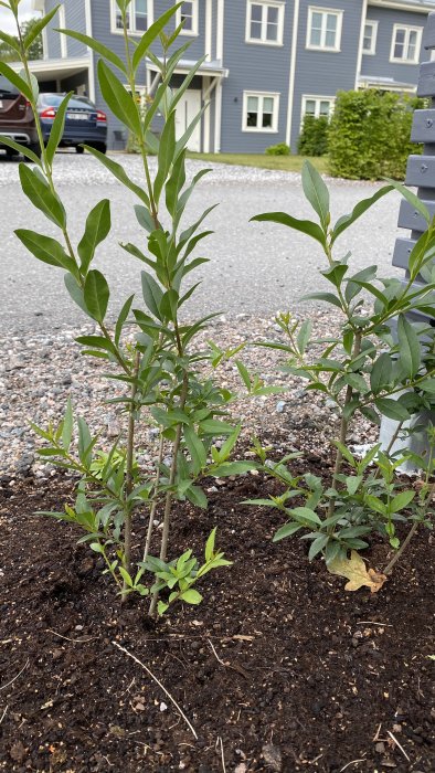 Nyplanterad Ligusterhäck i jord med unga skott framför grått hus och grusgång.