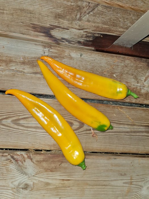 Tre gula spetspaprikor på ett träbord, två ser mjuka ut.