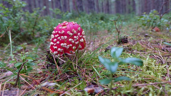 Flugsvamp i skogsmiljö med röd hatten och vita prickar omgiven av mossa och barr.