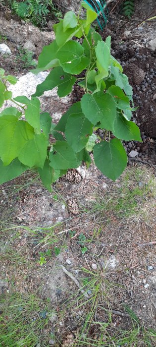 Växande gröna växter med stora löv på en grushög i en trädgård, omgiven av kottar och barr.