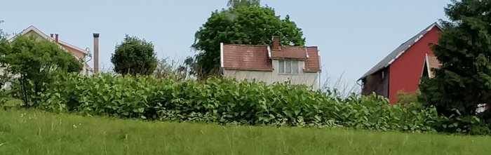 Lummig trädgård med Parkslide/Jätteslide längs en stenmur, framför hus.