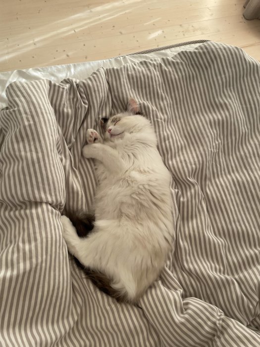 Vit katt som ligger utsträckt på rygg med randigt täcke, ser avslappnad och sömnig ut.