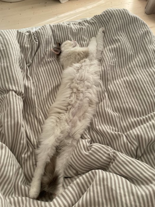 Vit långhårig katt som ligger utsträckt på rygg på en randig sängklädsel.