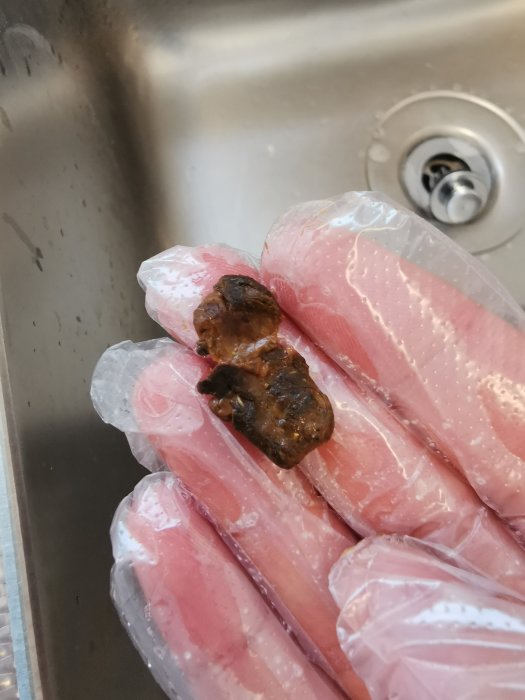 En person i plasthandskar håller misstänkt råttavföring över en diskho.