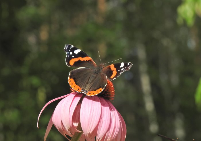 En amiralfjäril med öppna vingar sitter på en rosa blomma mot en suddig grönbakgrund.