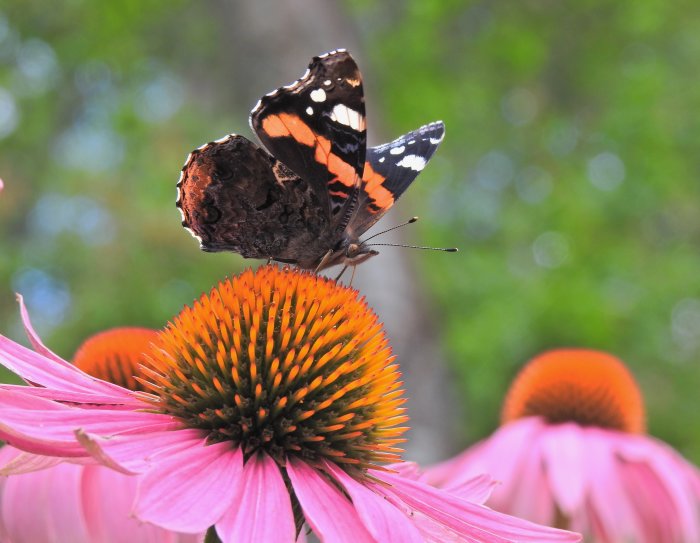 En amiral fjäril på en solhatt blomma med rosa kronblad och framträdande orange mitt.