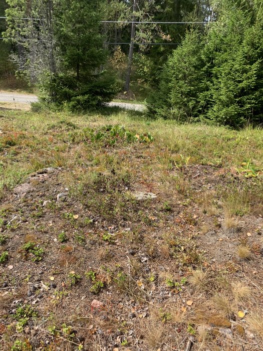 Ojämn skogstomt med stenar, ogräs och små träd, potentiell gräsmatta för sommarhus.