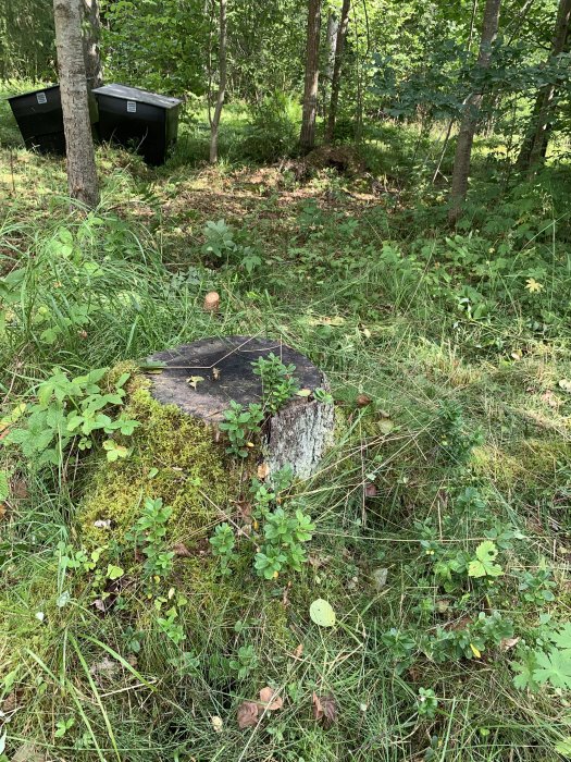 Ojämn skogstomt med sten, trädstubbe, ormbunkar och lupiner, potentiellt för gräsmatta.