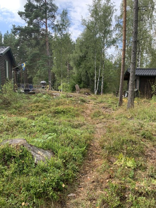 Ojämn skogstomt med buskar, träd och en stig vid ett sommarhus i Roslagen, behöver trädgårdsarbete.