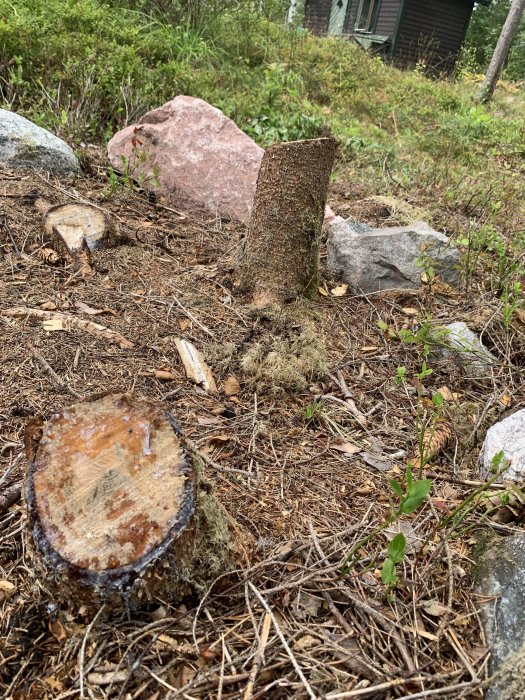 Före detta skogsparti vid sommarhus med stubbar och ojämnt underlag, stenar och organiskt avfall.