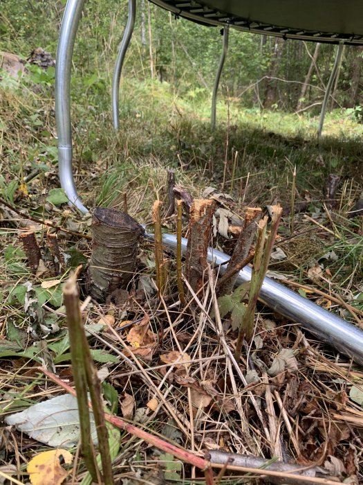 Ojämn skogsmark med nedklippta växter och ett trädgårdsmöbelben i förgrunden.