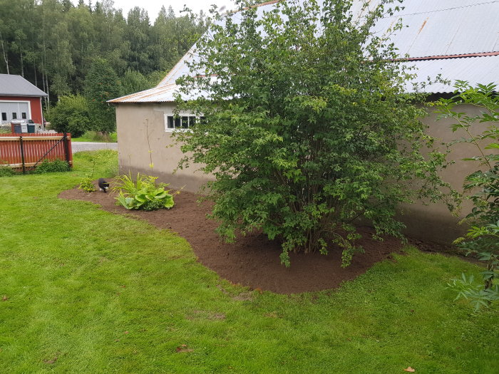 Nyplanterat Pampasgräs och kantning runt en vinbärsbuske och Jasmin i en trädgård.