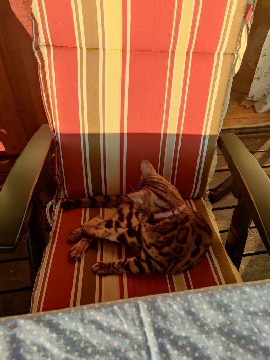 Katt med mönstrad päls vilar på en randig stol i solskenet.